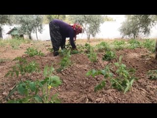 İNANILMAZ Derecede KOLAY LEZZETLİ TAVUK YEMEĞİ ~ İnanılmaz ve Lezzetli Tarif