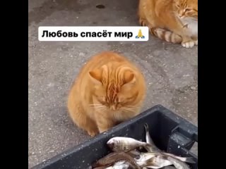 Рыжее заботливое солнышко 😻