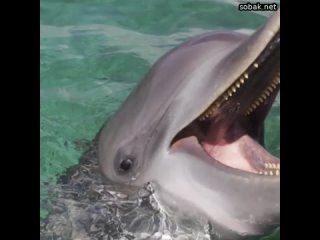 Дельфины «разговаривают» со своими детенышами так же, как люди