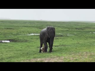 🎥🥰Уникальные кадры рождения слоненка в национальном парке Африки🌍🐘