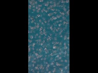 Морской скат выпрыгивает из воды
Видео от ZooPlanet. ЗооПланета
