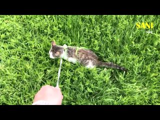 [SANISHOW] Спасение котика с раной на шее. Еще одна операция. Нашли инородный предмет / SANI vlog