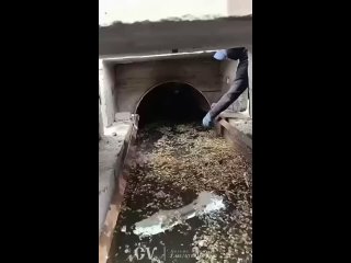 В Иркутске дайвер спас семерых утят, застрявших в ливневой канализации