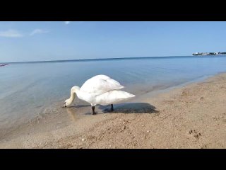 Черноморский Лебедь