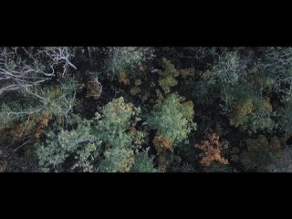 Вольгаст -  На камнях растут деревья  ( официальный клип  2020)