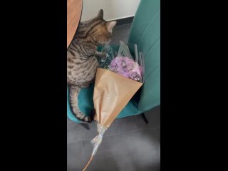 Кот Анатолий почти разобрался, как распаковать цветы.