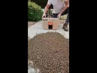 Как загнать 1000 пчел 🐝🐝🐝 в одну маленькую коробку 📦 за 1 минуту ?