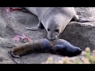 Самка тюленя с детенышем