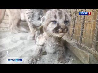 В барнаульском зоопарке пума впервые показала новорождённых котят.