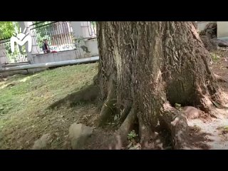 На улице Тамаева во Владикавказе спасают 240-летний дуб