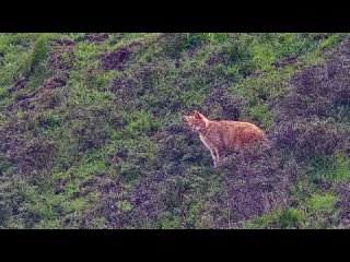 В провинции Ганьсу заметили редкую горную кошку