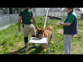 TIGER in Melodys Kinderparadies 🐯 _ zoos.media