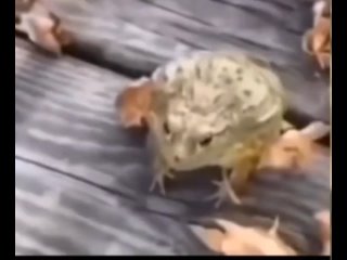Лягушка смеется и прыгает