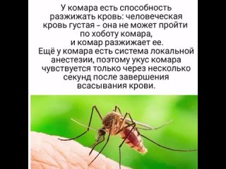 Комар.mp4