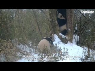 Редчайшая панда-альбинос
