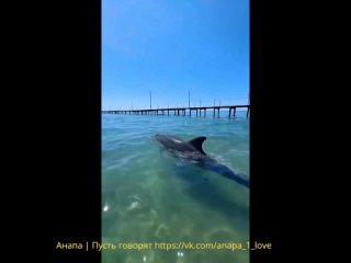 Если хoтите пoплавать с дeльфинами, то вaм в Анапу! 😍