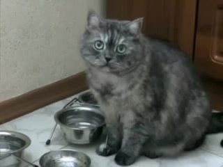 Очень голодный котик
