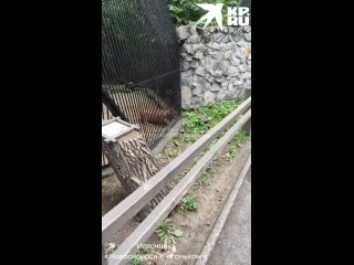 В Новосибирском зоопарке каракал набросился на утку через прутья клетки