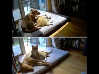 Милейшее видео том, как кот и собака ложатся спать друг другу. Кот , конечно , как всегда, никакого пиетета ?