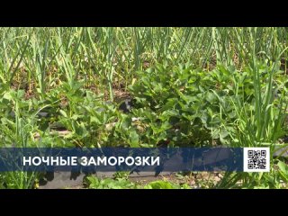 Жители Нижнекамского района заняты спасением своих огородов из-за холодов