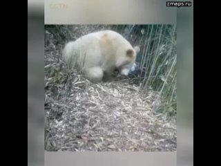 ❤️ На сегодняшний день единственная в мире полностью белая панда была снята в Национальном природном