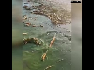 Так теперь выглядит море в Одессе. Возбудителя холеры в морской воде нет, но есть ротавирус и сальм