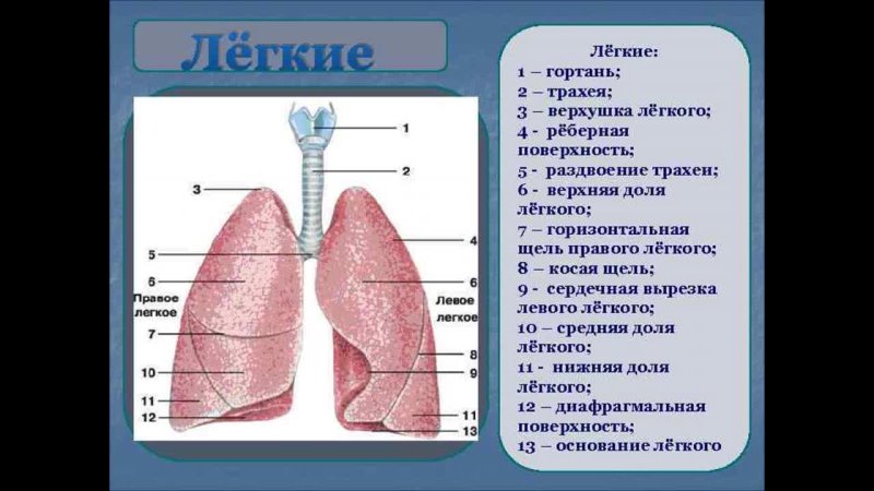 Легкие 8 класс кратко