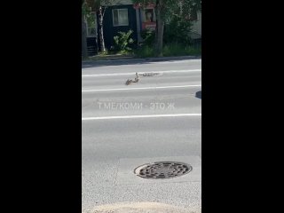 Мама-утка с утятами переходит центральную дорогу Сыктывкара