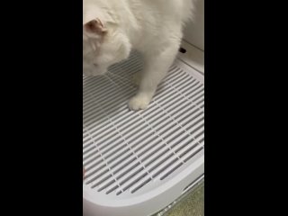 обзор на кошачий супер туалет 😺🐈🤦‍♂️🤣