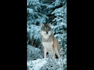 🐺Несколько интересных фактов о волках