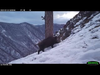 Сибирские звери попозировали перед видеокамерой
