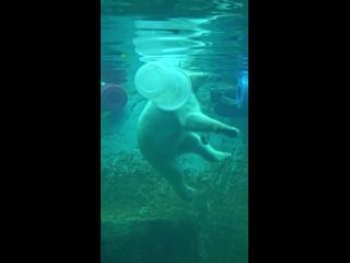 Подводный балет белой медведицы Айки из Московского зоопарка