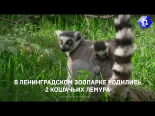 В Ленинградском зоопарке родились 2 кошачьих лемура
