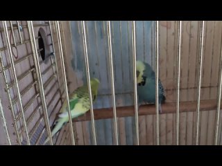 Волнистые Выставочные попугаи