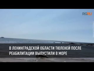 В Ленинградской области тюленей после реабилитации выпустили в море