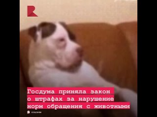 📃 Госдума приняла закон о штрафах за нарушение норм обращения с животными

🔺Если питомца выбросили на улицу, хозяин будет оштраф