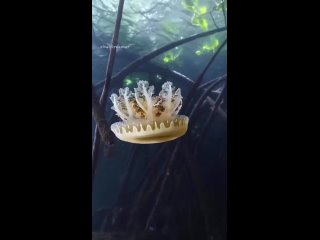 🌊 Медузы — это подводные бабочки.