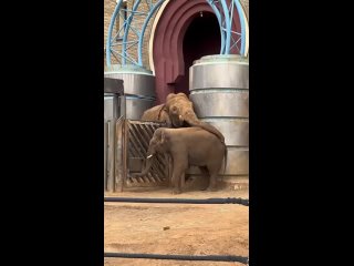Трогательные кадры из Московского зоопарка, на которых отец слон общается со своим сыном слонёнком.