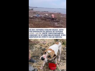 После взрыва Каховской ГЭС собака про плыла на досках 140 км