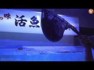 Гигантский живой угорь мурена | Удивительный японский стиль | КруЧу ВерЧу