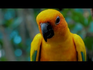 12K HDR 60FPS DOLBY VISION - COLORFUL WORLD ANIMALS - ANIMALS SOUNDS