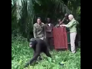 Шимпанзе отблагодарило за спасение