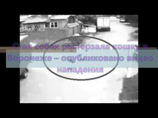 Стая собак растерзала кошку в Воронеже – опубликовано видео нападения