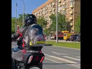 Осторожно: пушистые байкеры на московских дорогах