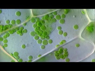 Cyclosis _ Cytoplasmic streaming in plant cells (Elodea) - DIC microscope_ 1250x /Биология