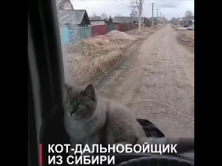 Кот-дальнобойщик