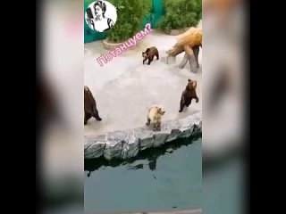 Капелька женского юмора - Танец медведей