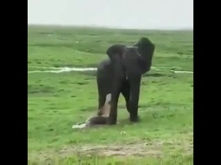 Вы только посмотрите как слоны защищают новорождённого слоненка 🥰