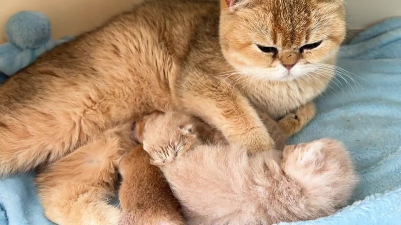 Мама кошка делает котенку массаж когтями, и он ползет пить