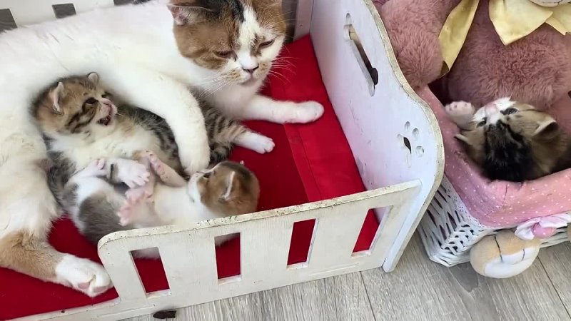 Котята дерутся, пока мама кошка не